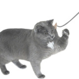 The Original Interactive Cat Toy by CatDancer
