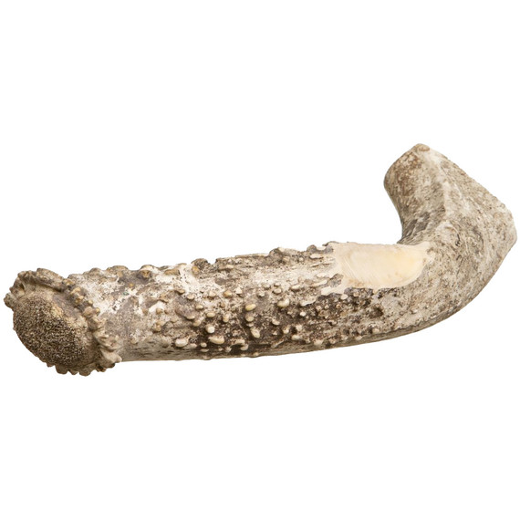 Redbarn Antler Dog Chew - Solid (Jumbo) Redbarn Antler Dog Chew - Solid (Jumbo)