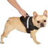 Guardian Gear Excursion Dog Harness - Black (36-46In)