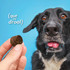 Azoflora Kidney Support Soft Chews