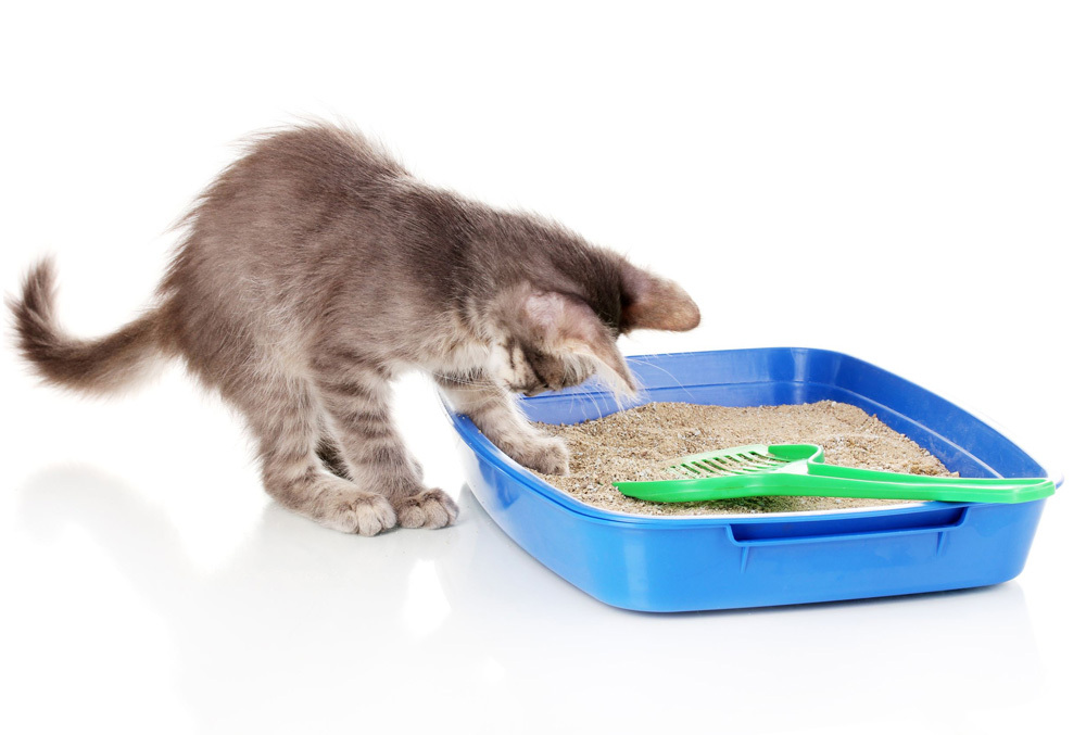 Litter Boxes & Accessories