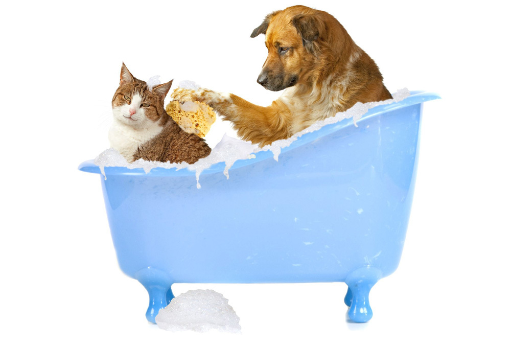 Bath & Shower Supplies