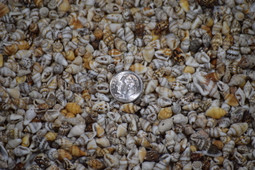 Message Bottle Shells