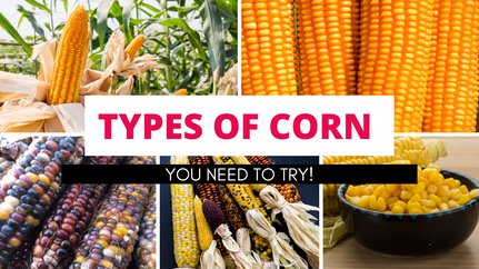  Different Types of Corn You Need to Try!