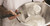 Matfer Bourgeat 111046 Stainless Steel Egg Whisk