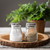 TableCraft Products H3S&P 3 1/2 Oz. 2 1/4" Dia. x 3 1/4"H Clear Glass Cash & Carry Salt/Pepper Shakers