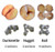 Belshaw DR42-1016X1.563 Nugget Attachment for Donut Robots & Type K