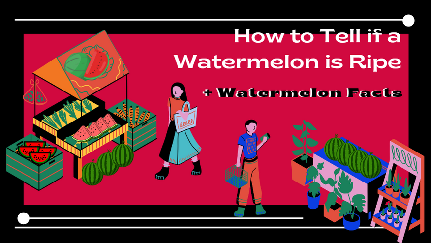 How to Tell if a Watermelon is Ripe — Watermelon Facts