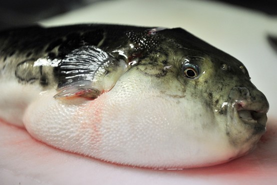 weird meals from around the world - fugu 