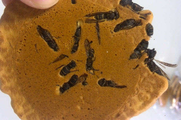 wasp cracker