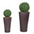 Boxwood Planters