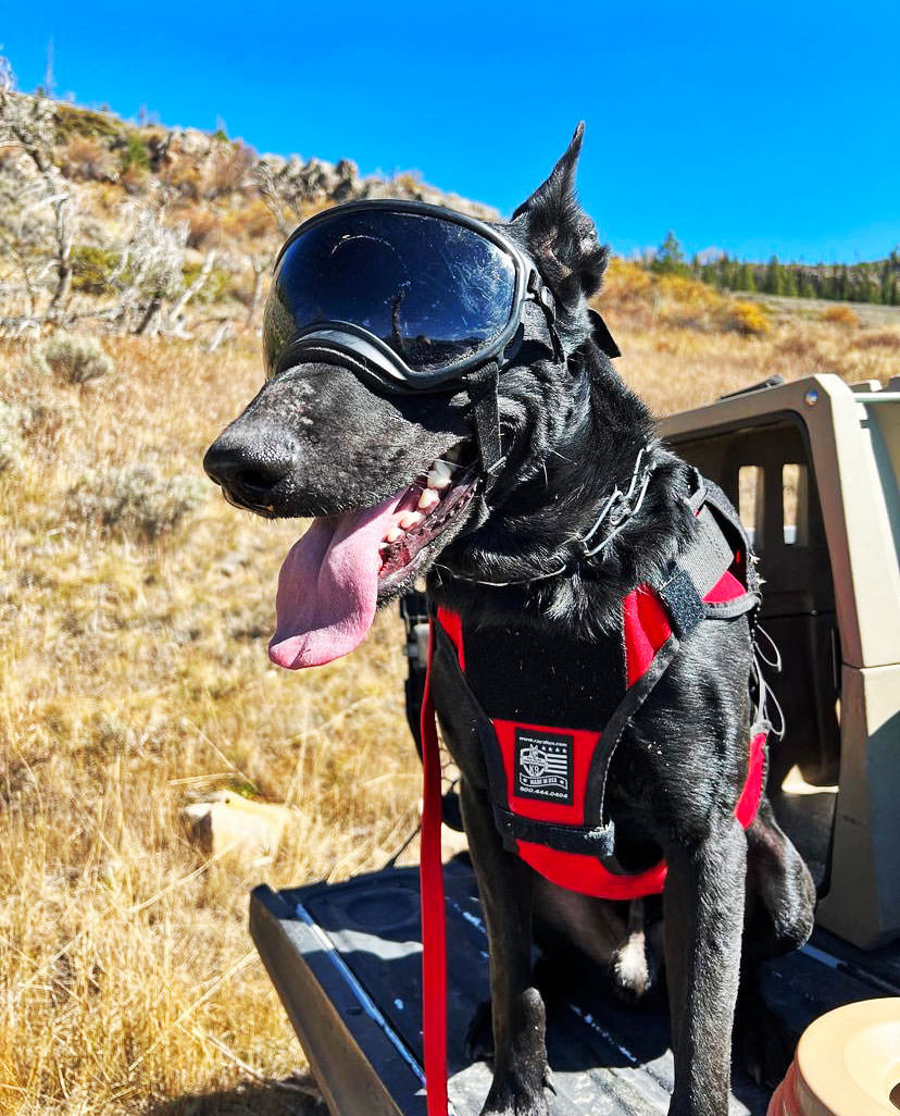 Nomad Ski Patrol Harness Avalanche Control Dog Harness Ray