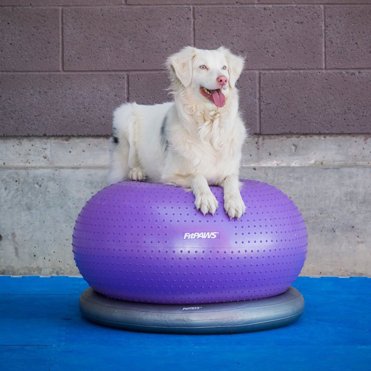 FitPAWS TRAX Donut Ball | Canine Strength Training | K9 Mobility