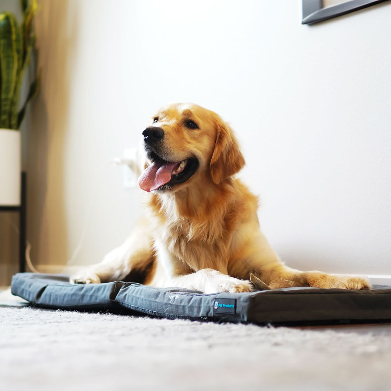 Blue-9 Restore Dog Bed | Memory Foam | Waterproof & Durable