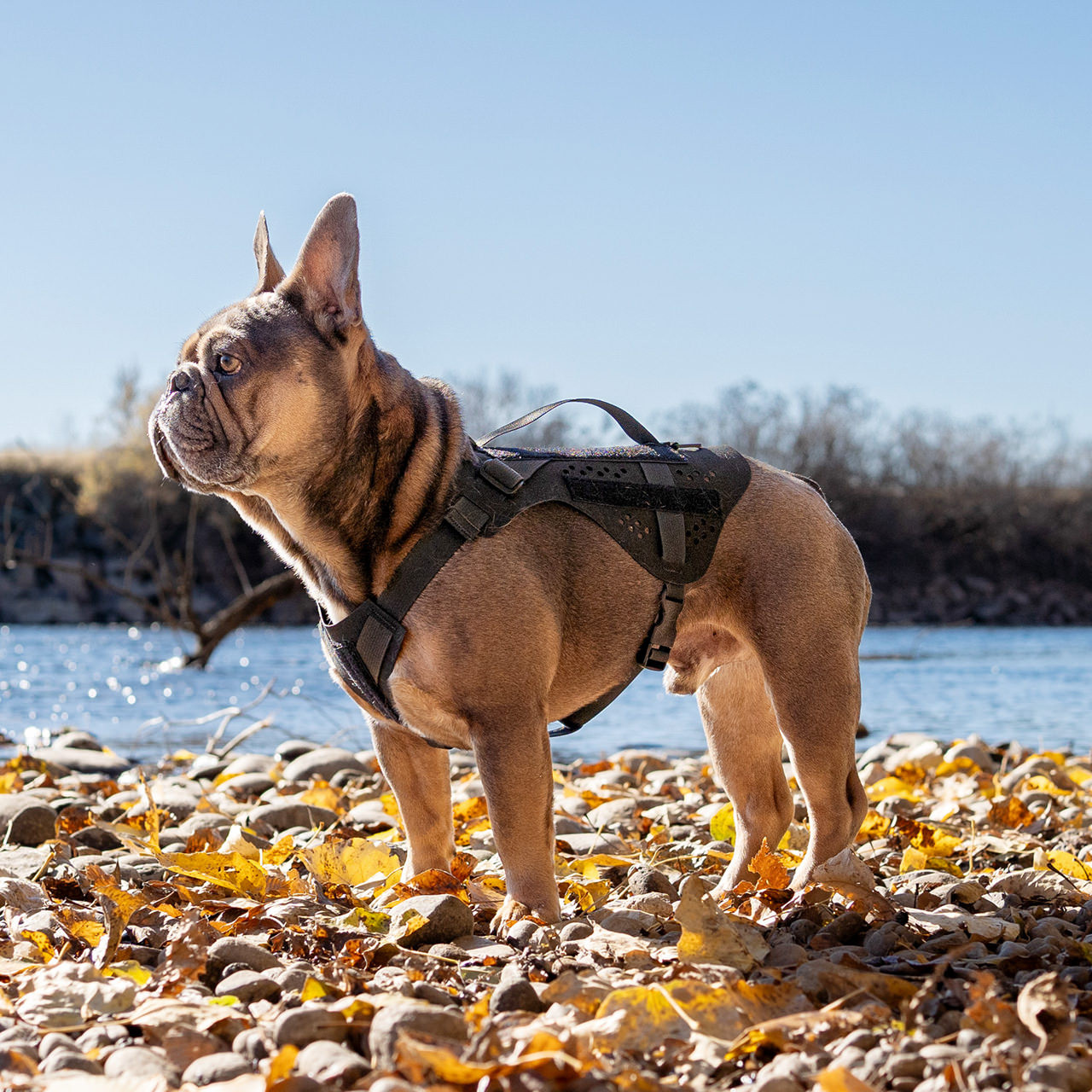 Quandary Harness for all adventurers Harness for Puppies and