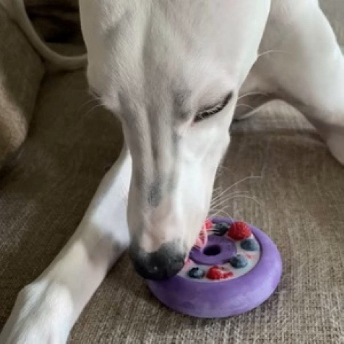 FreezBone Freez Doughnut | Indestructible Enrichment Chew | Ray