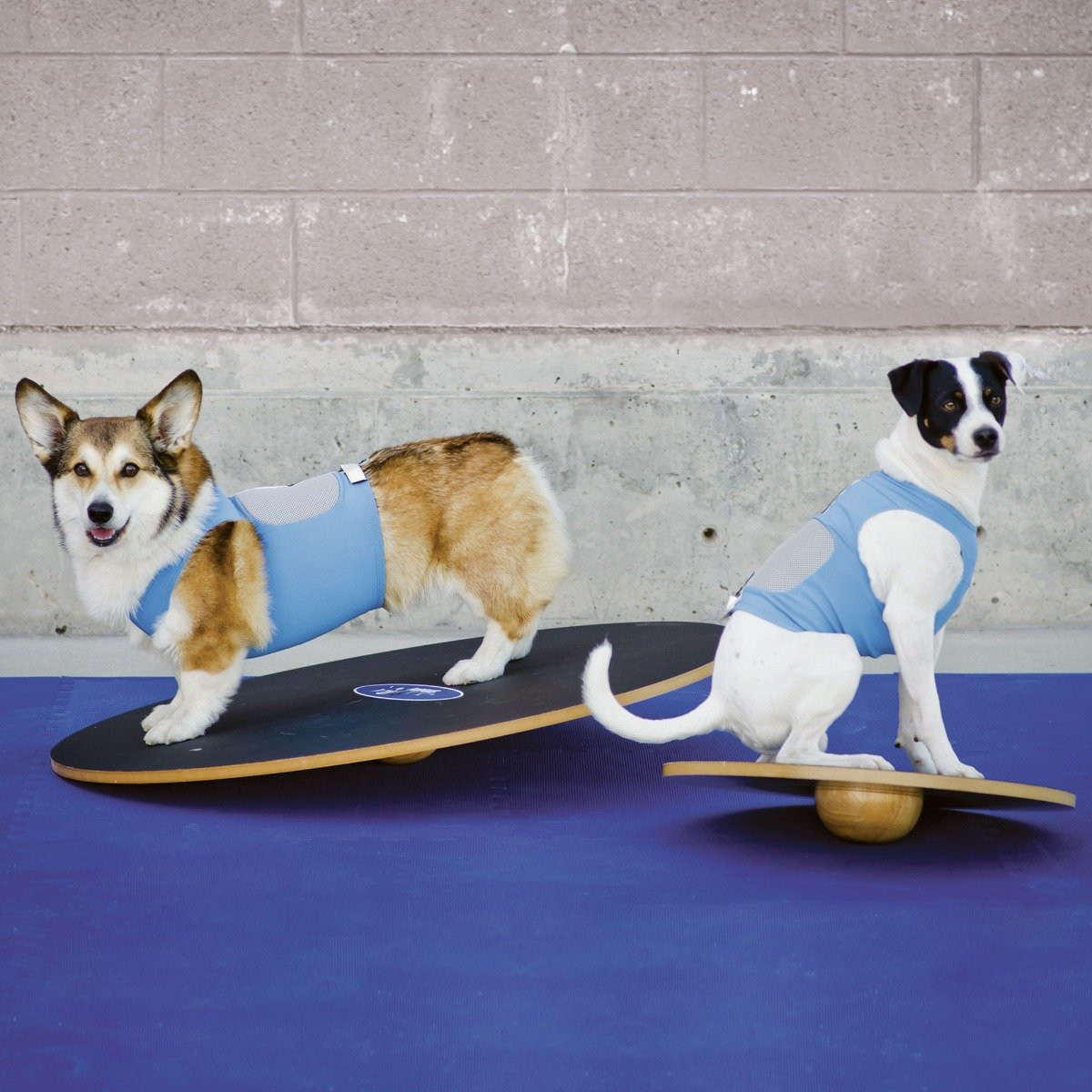 FitPAWS Large Wobble Board | Dog Training - Ray Allen Manufacturing