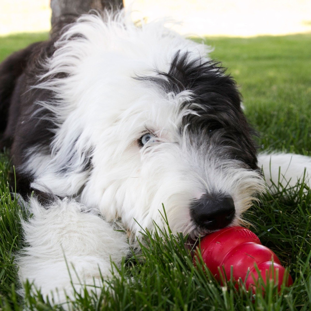 KONG Wobbler™ – Store For The Dogs