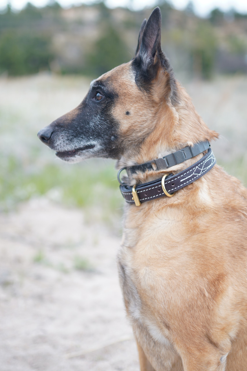 Premier Leather Dog Collars | Exquisite Stitching & English Rein