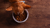 The Importance of Pet Food Digestibility & Palatability