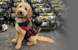 K9 Spotlight: Aaron McNally & Pierce