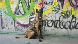 K9 Spotlight: Laura Gonzalez & Lukas