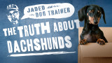 The Jaded Dog Trainer: The Truth About Dachshunds