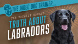 The Jaded Dog Trainer: The Truth About Labradors