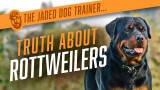 The Jaded Dog Trainer: The Truth About Rottweilers