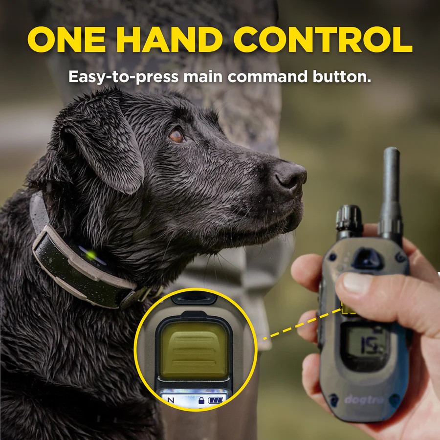 How to Use a Dog Training Collar: Expert Tips Unveiled