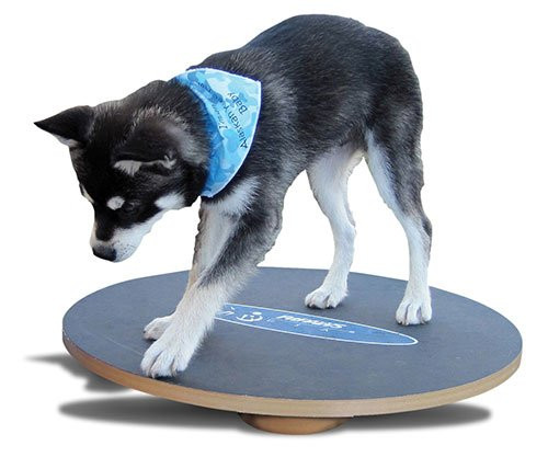 FitPAWS Large Wobble Board Dog Training Ray Allen Manufacturing