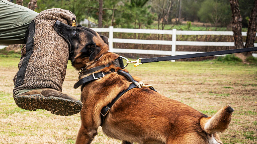 K9 Spotlight Beth Roberts and K9 Dane Ray Allen Manufacturing