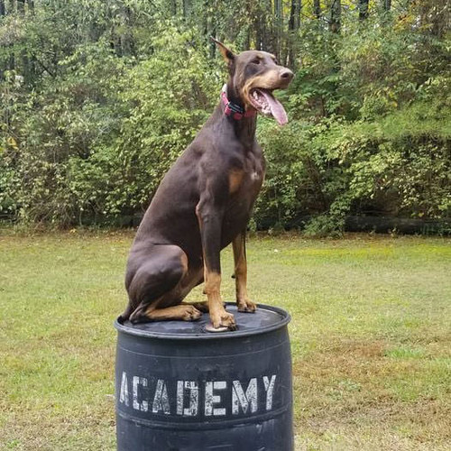 ECollar Technologies K9400 Trainer w/ Bungee Collar K9 Training