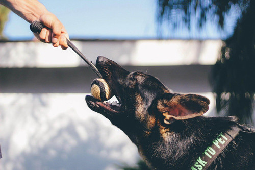 Gripper Jute Ball Tug lifestyle GJ-BALL