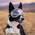Rex Specs V2 Dog Goggle lifestyle RX163,RX161,RX160,RX121,RX162,RX121-COY-XS,RX121-COY-S,RX121-COY-M,RX121-COY-L,RX121-COY-XL,RX183,RX181,RX180,RX179,RX182,RX173,RX171,RX170,RX169,RX172,RX193,RX191,RX190,RX189,RX192