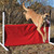 Ray Allen One Meter Schutzhund Jump