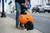 Ruffwear Approach Pack lifestyle RU50102-ORA-XS,RU50102-ORA-S,RU50102-ORA-M,RU50102-ORA-LXL