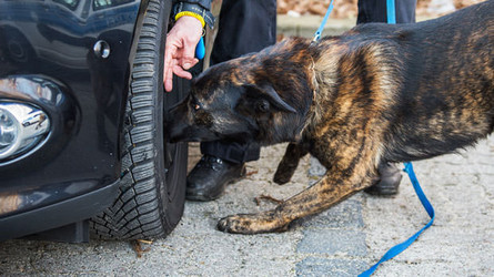 Making Dog Training Fun and Educational for Trainer and K9