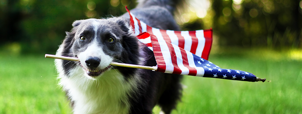 k9 for warriors dog adoption