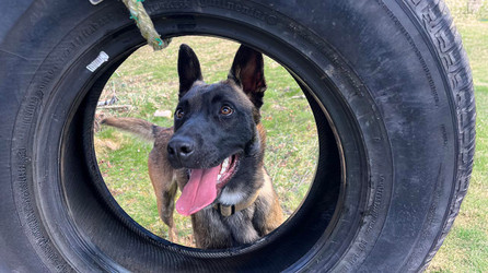 K9 Spotlight: Steven Shawley & Chase