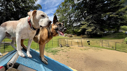 K9 Spotlight: James Jospe & Jamie GSD & Milo T Dog