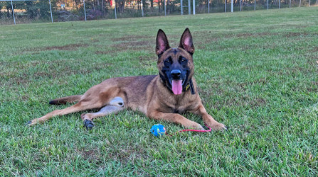 K9 Spotlight: Brad Kervin and K9 Chase