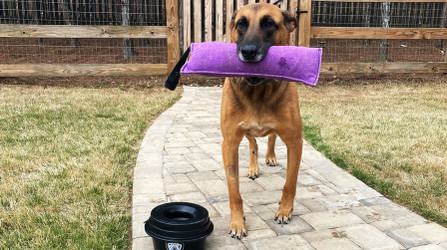 Why Ray Allen Dog Tug Toys Are Vital To K9 Bite Training - Ray Allen  Manufacturing