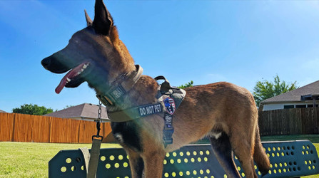 K9 Spotlight: Jef Verswyvel and Yvar