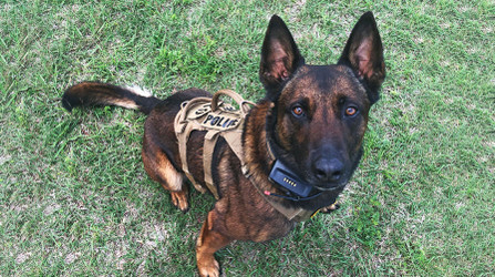 K9 Spotlight: Michael Bucher and K9 Andor