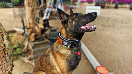 K9 Spotlight: Ed Farac with Rogue and Neera