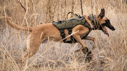 Introducing the tactical NOMAD I.H.S. Dog Harness