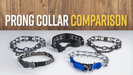 Prong Collar Family: Evolution and Key Features for Working Dog Training