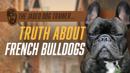 The Truth About French Bulldogs