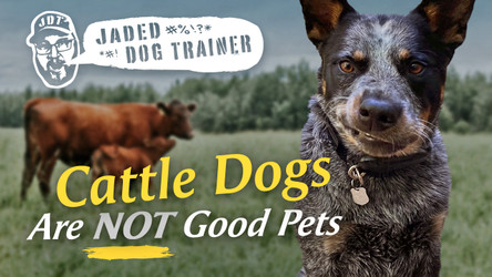 The Jaded Dog Trainer: Cattle Dogs Are NOT Pets!